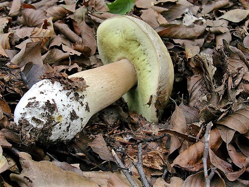 496 Novembre vecchio ritrovamento